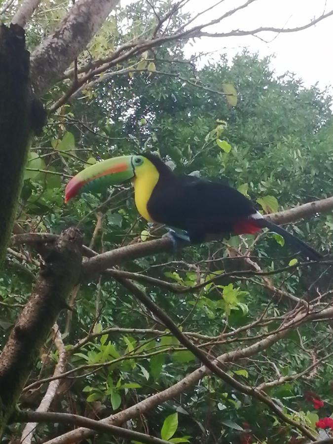 Hospedaje Meryscar Tortuguero Exterior photo