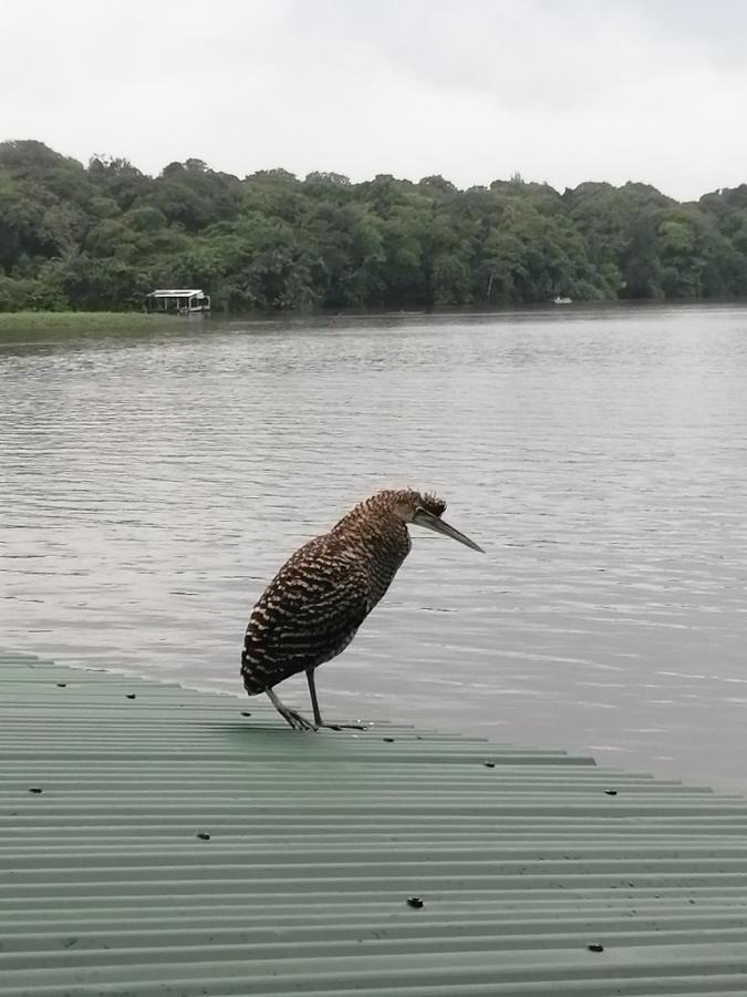 Hospedaje Meryscar Tortuguero Exterior photo