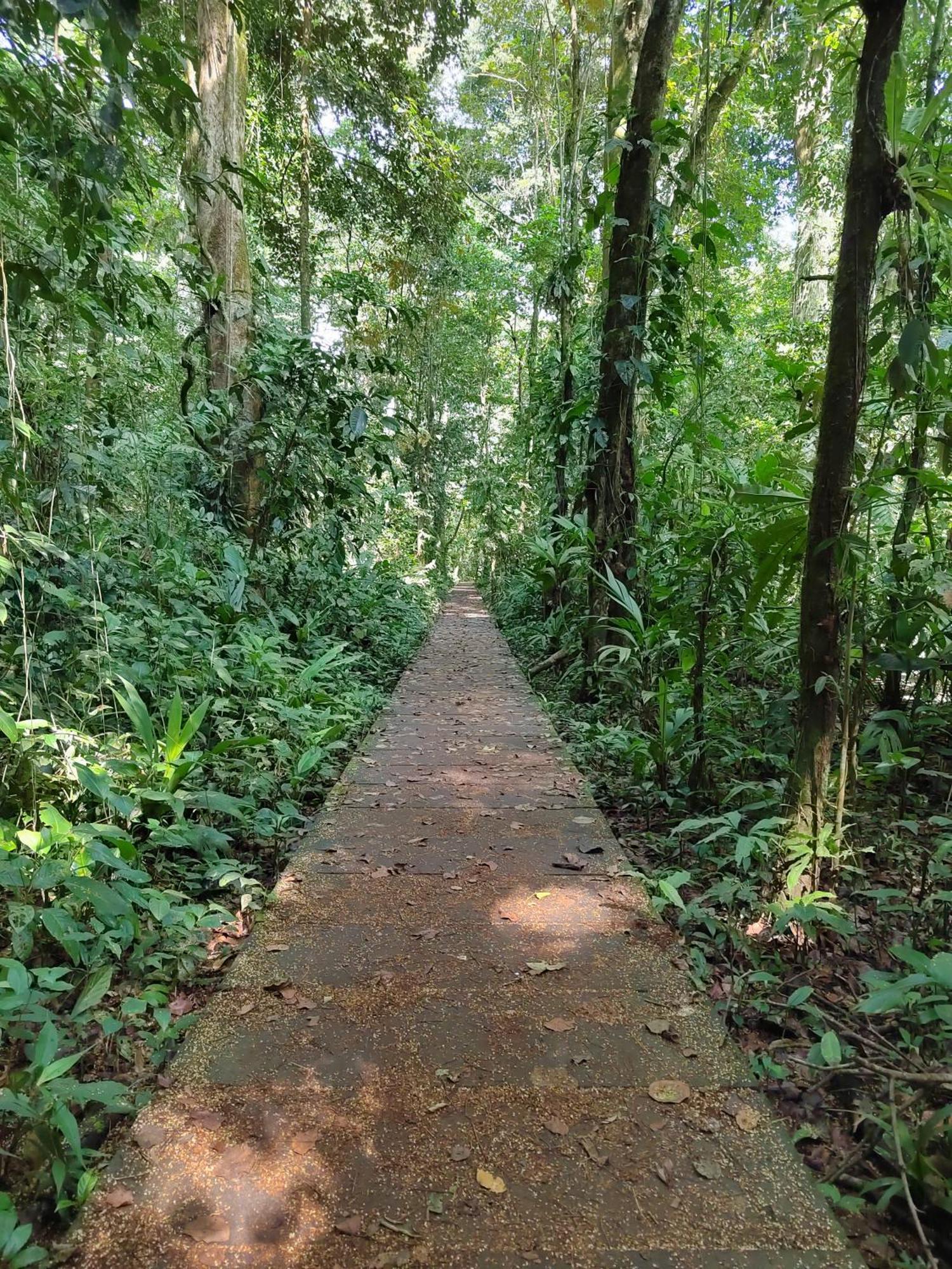 Hospedaje Meryscar Tortuguero Exterior photo