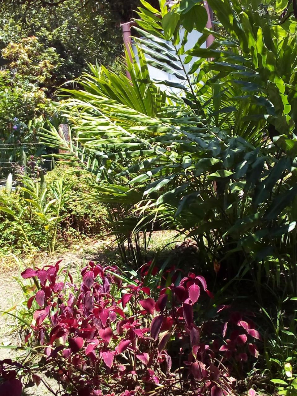 Hospedaje Meryscar Tortuguero Exterior photo