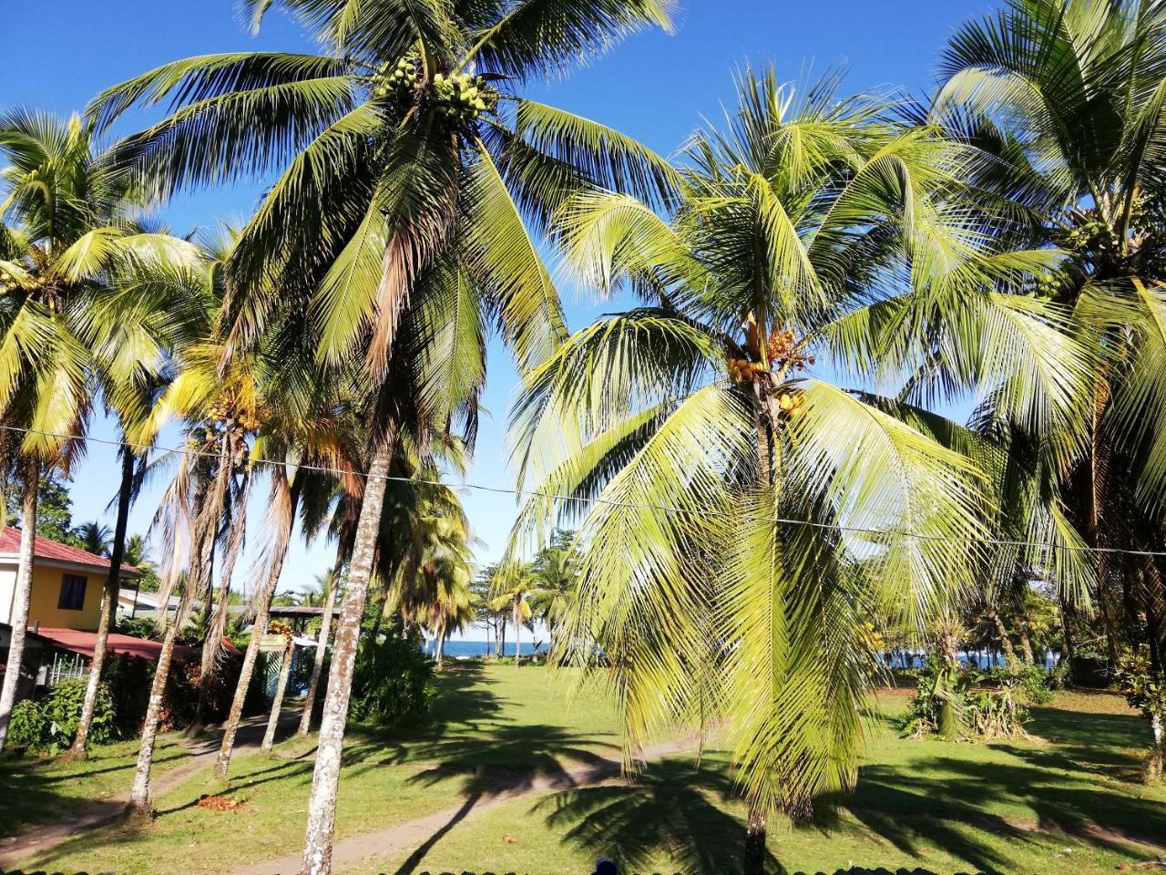 Hospedaje Meryscar Tortuguero Exterior photo